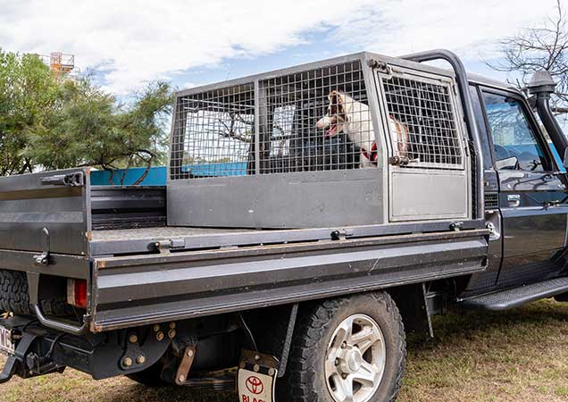 secure dog on back of ute 
